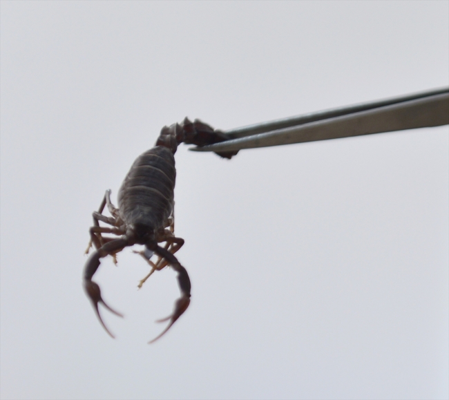 Şanlıurfalı girişimci geçimini akrep yetiştiriciliğinden sağlıyor